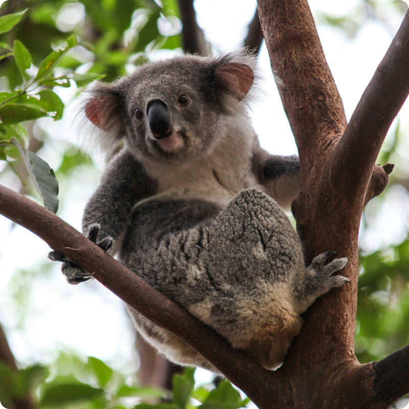 koala