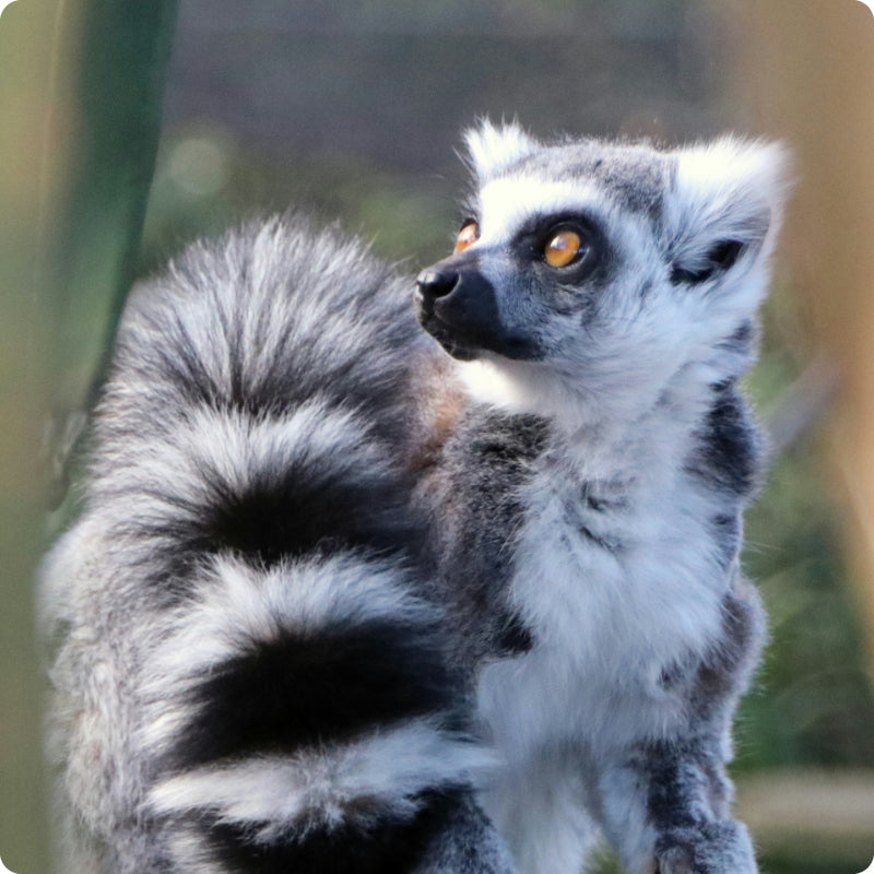 lemur