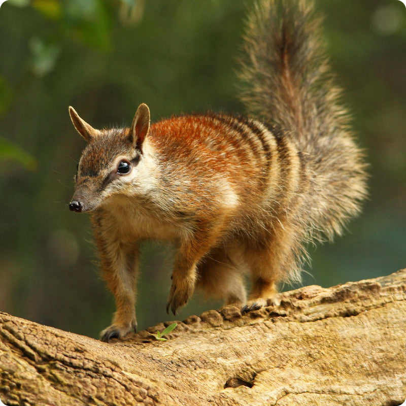 numbat