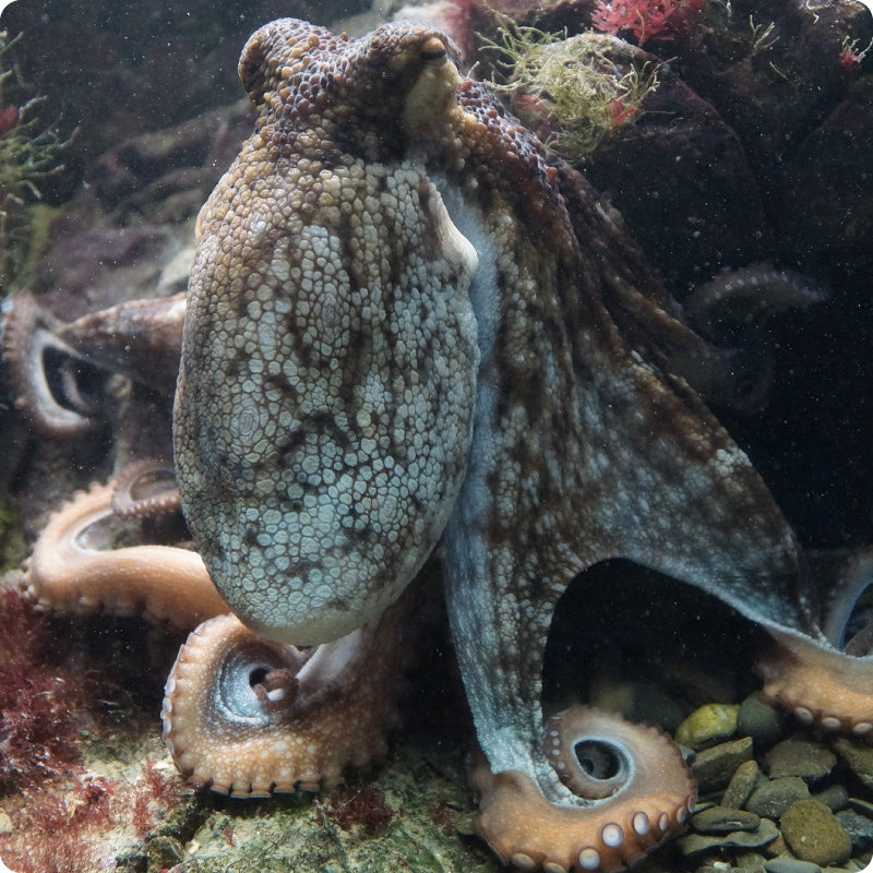 octopus