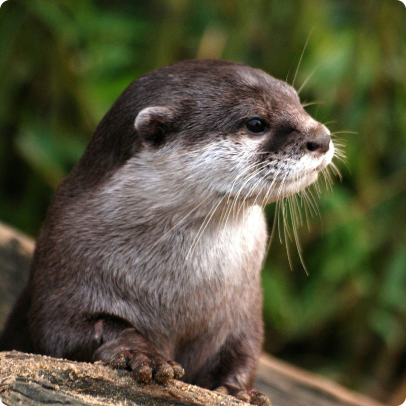 otter