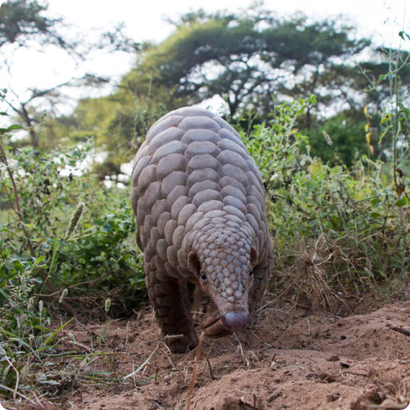 pangolin