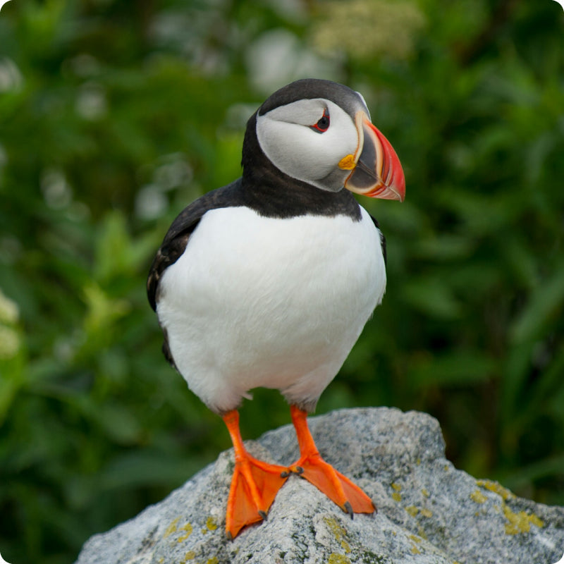 puffin