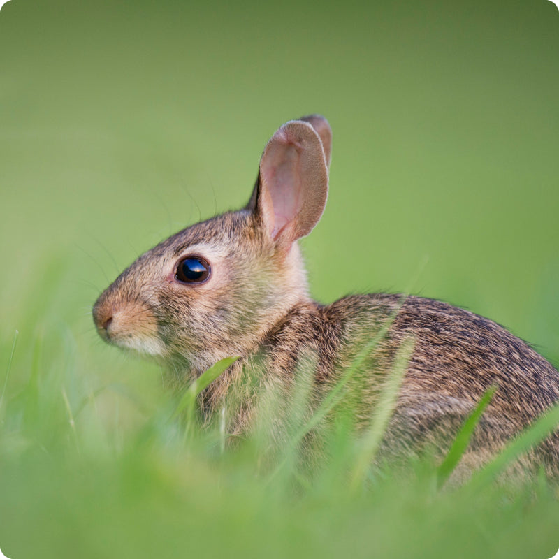 rabbit
