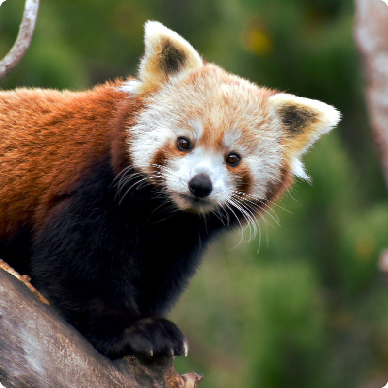 red panda