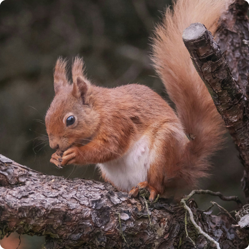 red squirrel