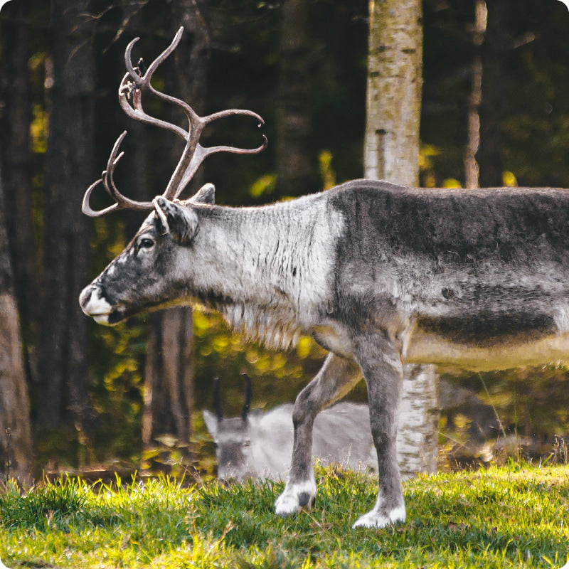 reindeer