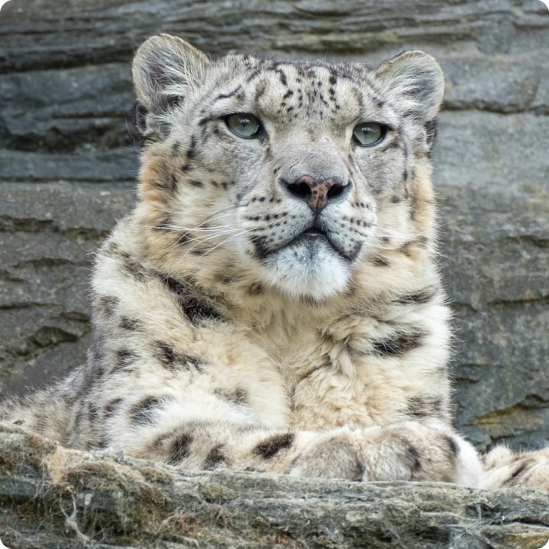 snow leopard