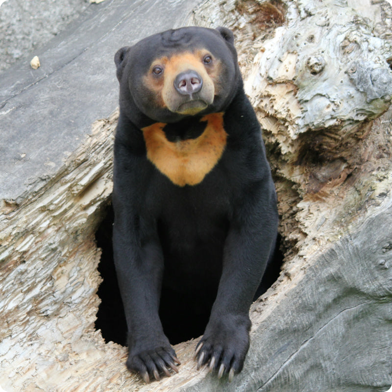 sun bear