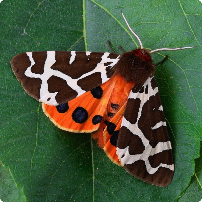 tiger moth