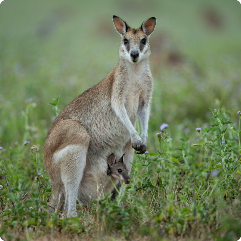 wallaby