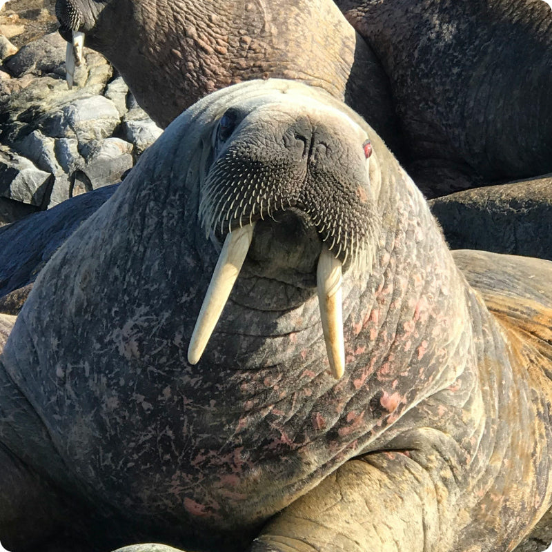 walrus