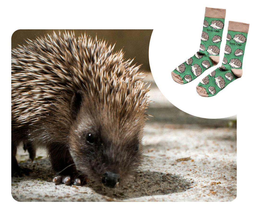 hedgehog and green hedgehog bamboo socks