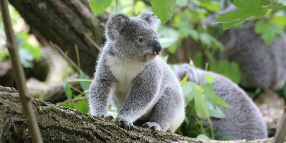 koala