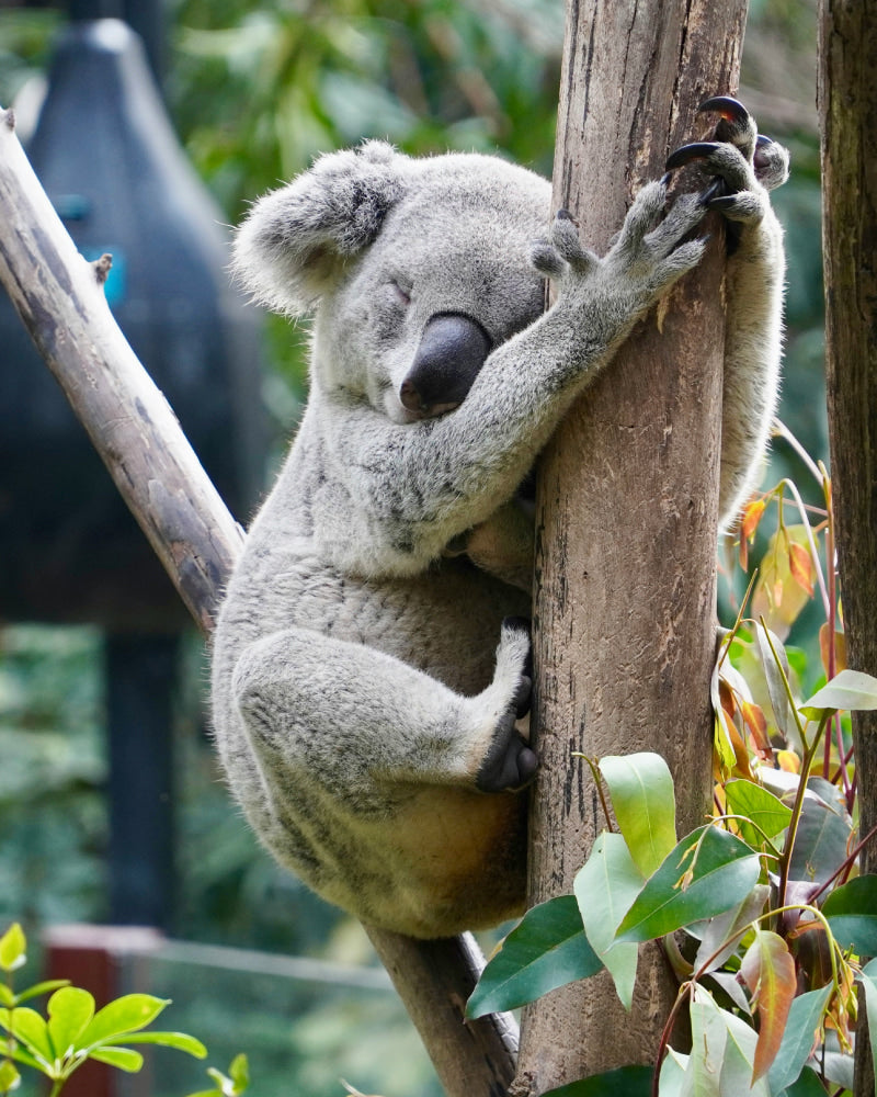 koala sleeping