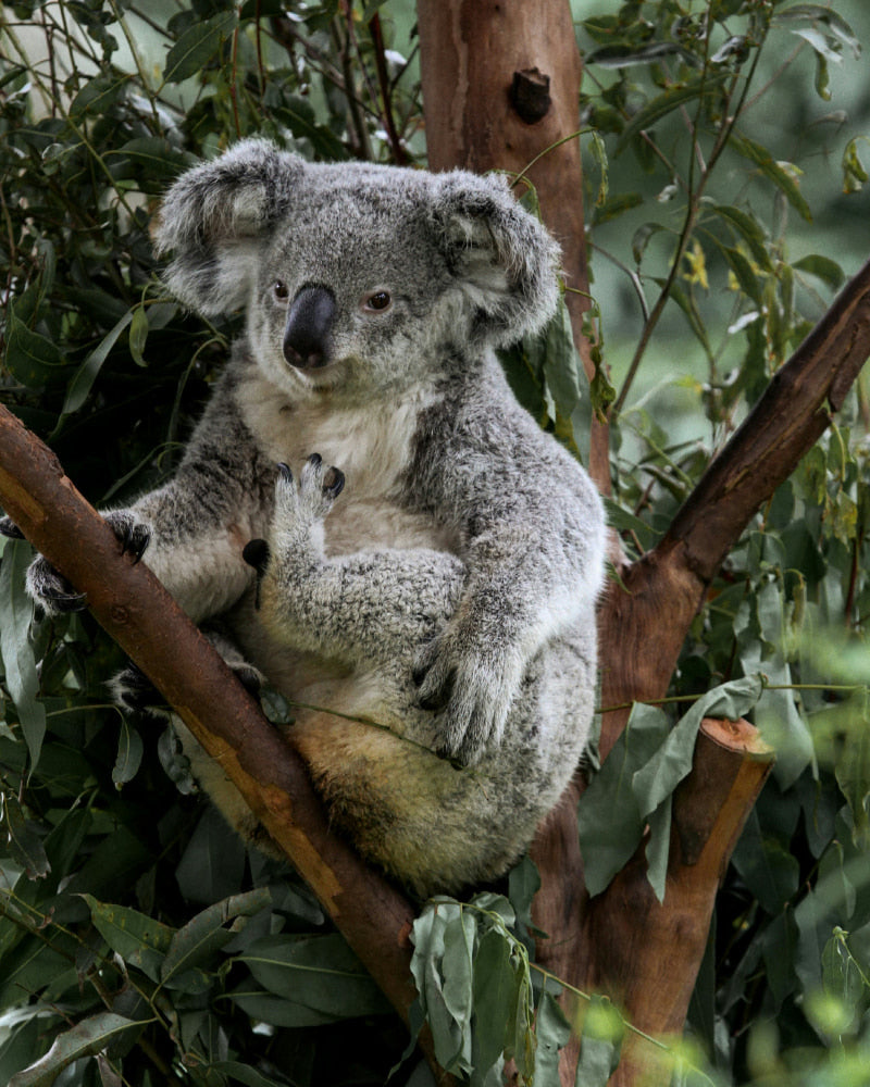 koala on the tree