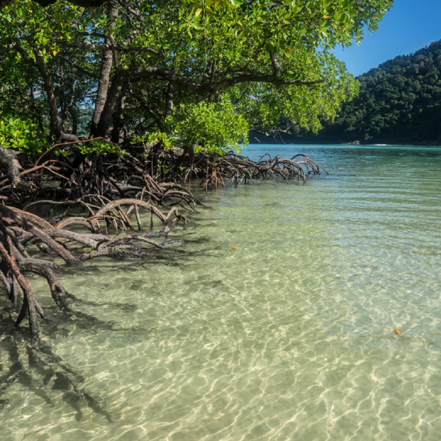 mangrove, sea trees