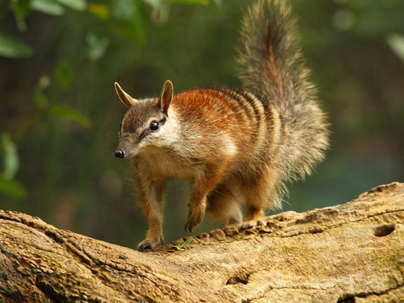 numbat on tree