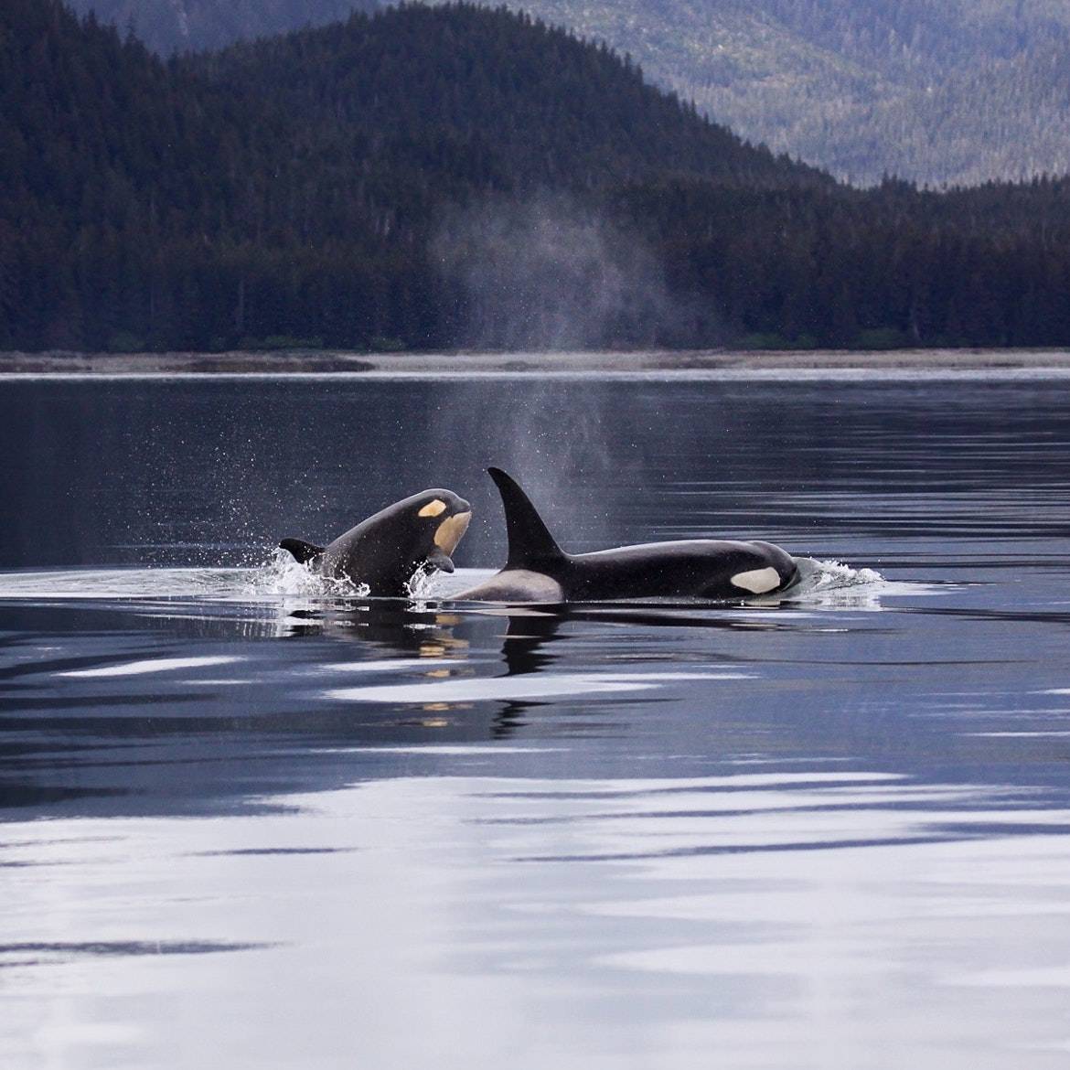 orcas swimming in sea