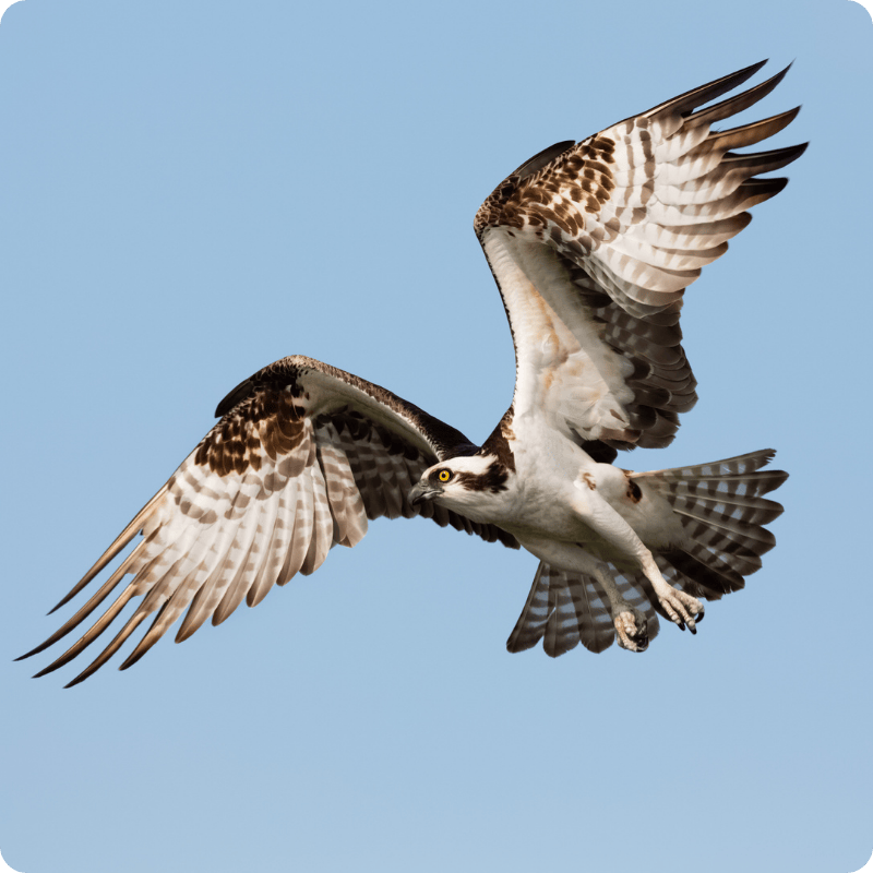 Osprey