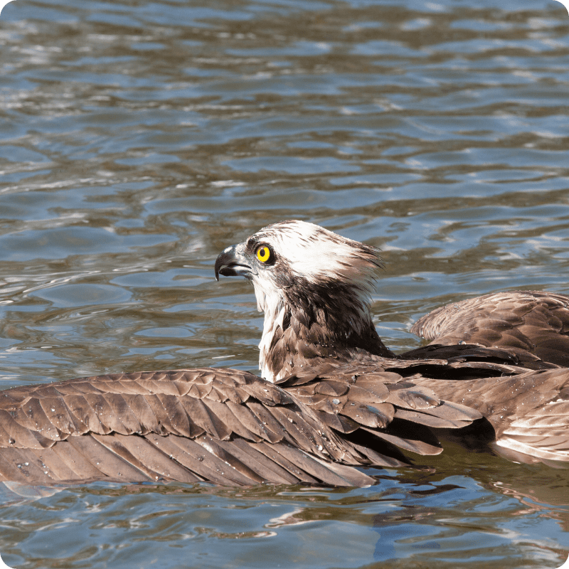 Bird, possibly an osprey, swimming in water with a blurred background