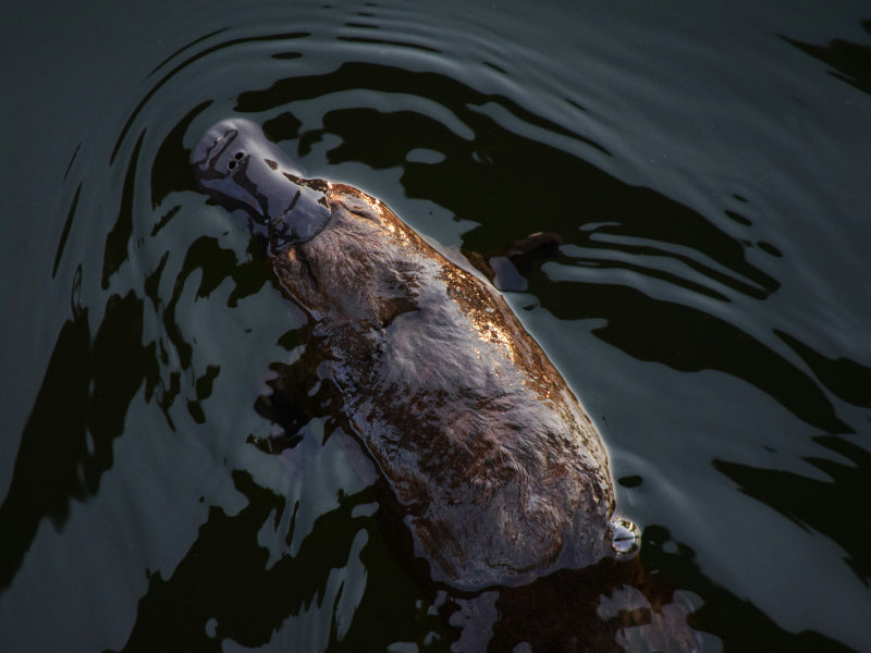 platypus swimming in water