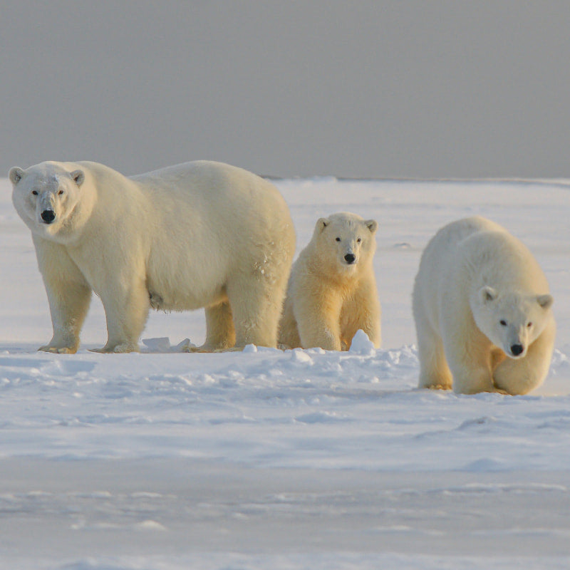 polar bears