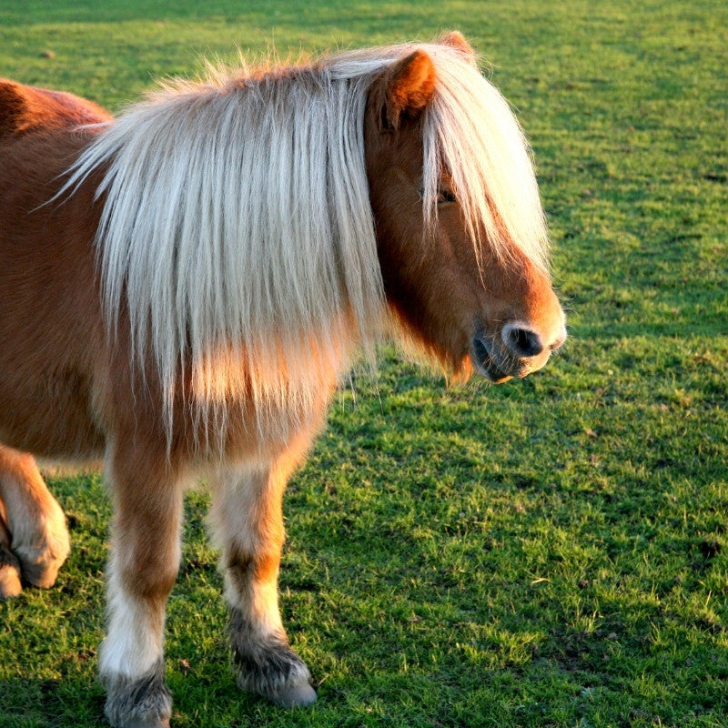 Pony