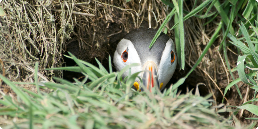 Puffins: The Adorable Clowns of the Sea – Bare Kind