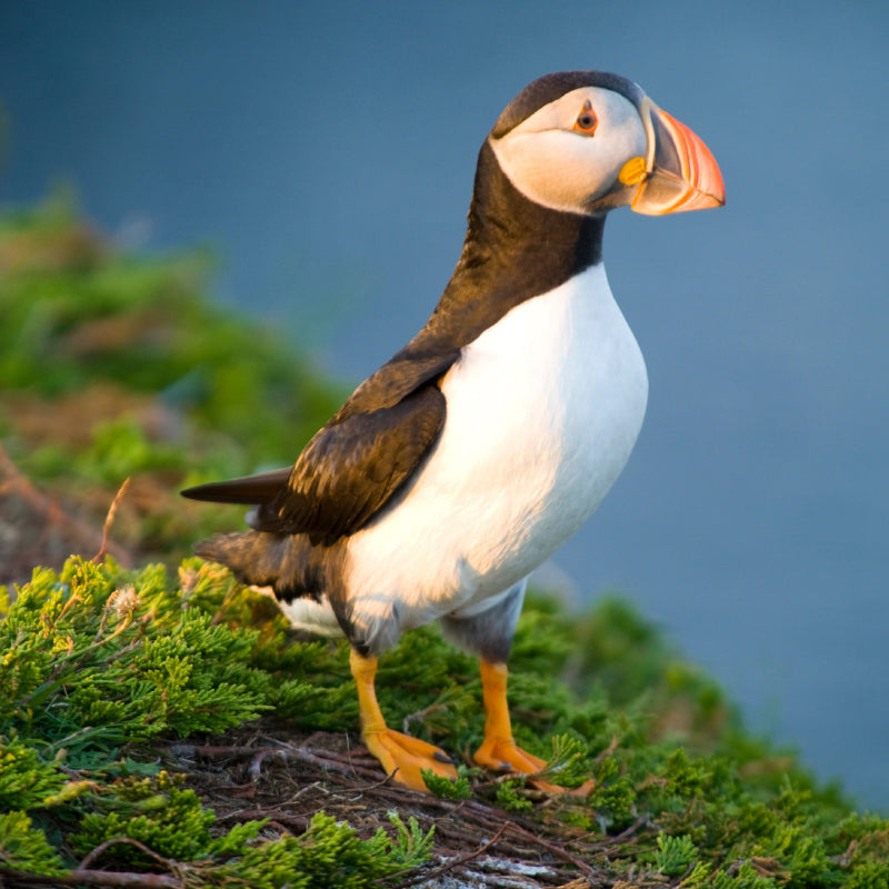 puffin