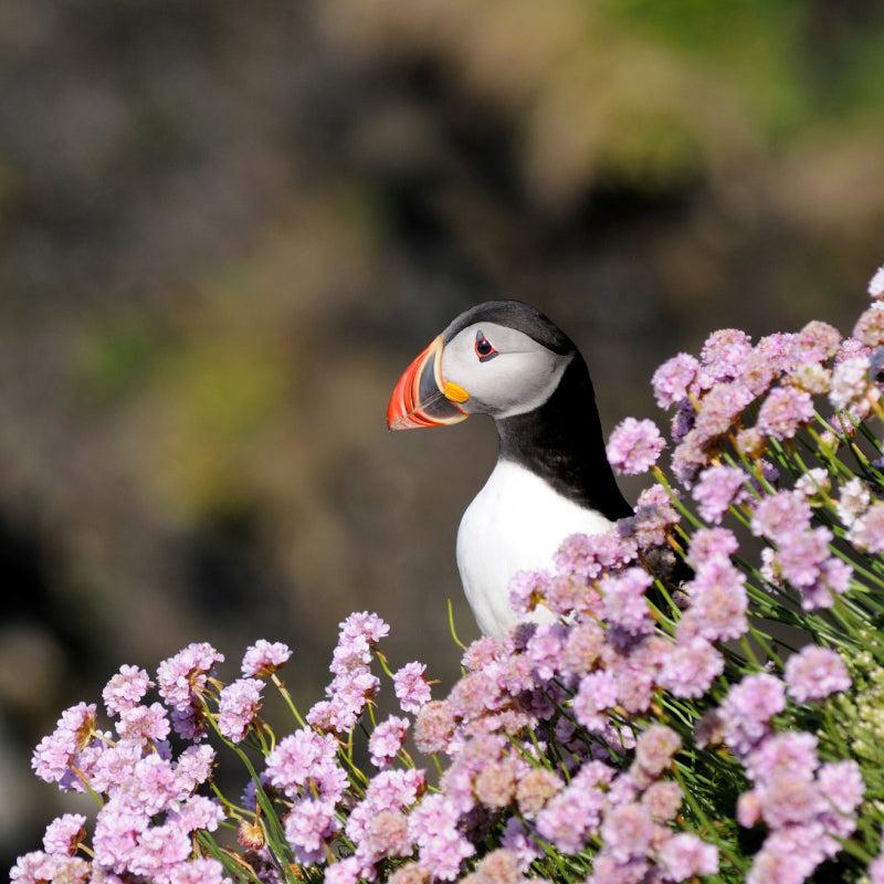 puffin around the flowers