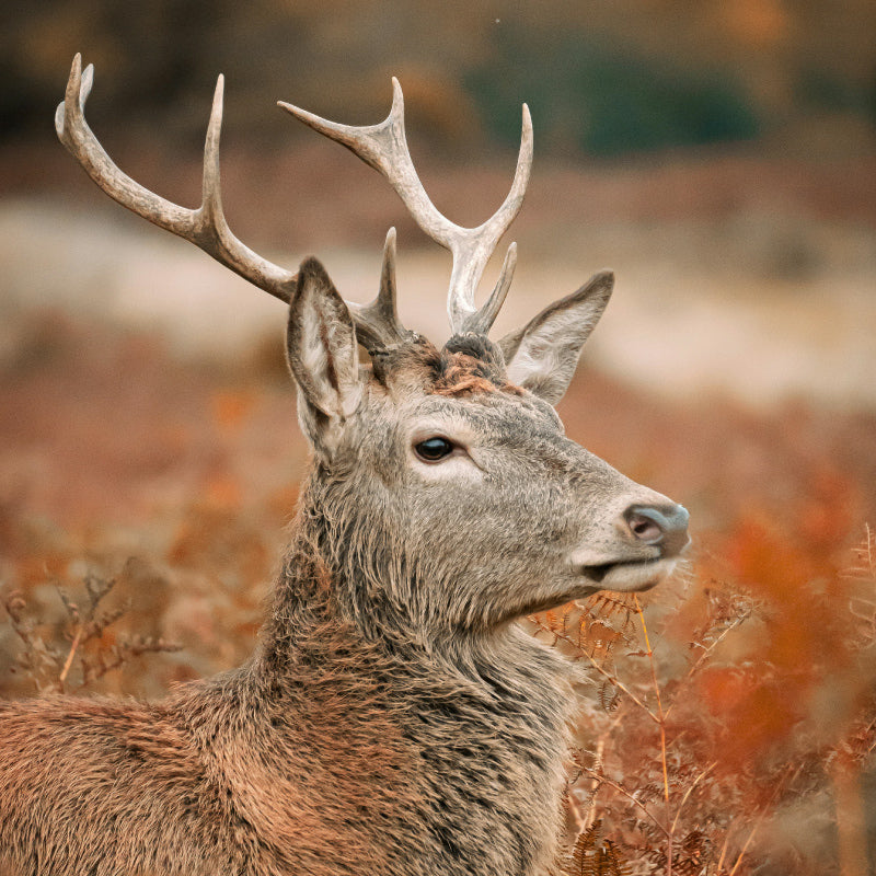 red deer