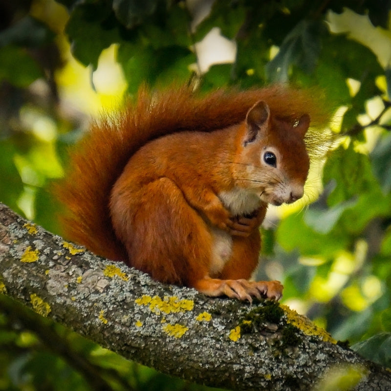 red squirrel