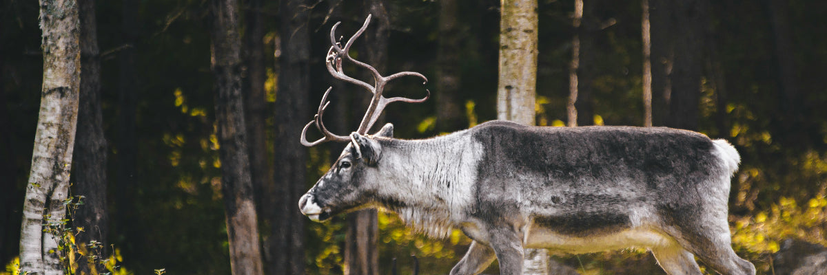 reindeer in the forest