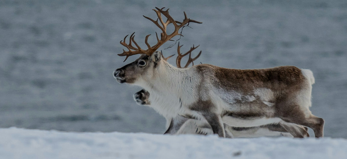 reindeers in snow