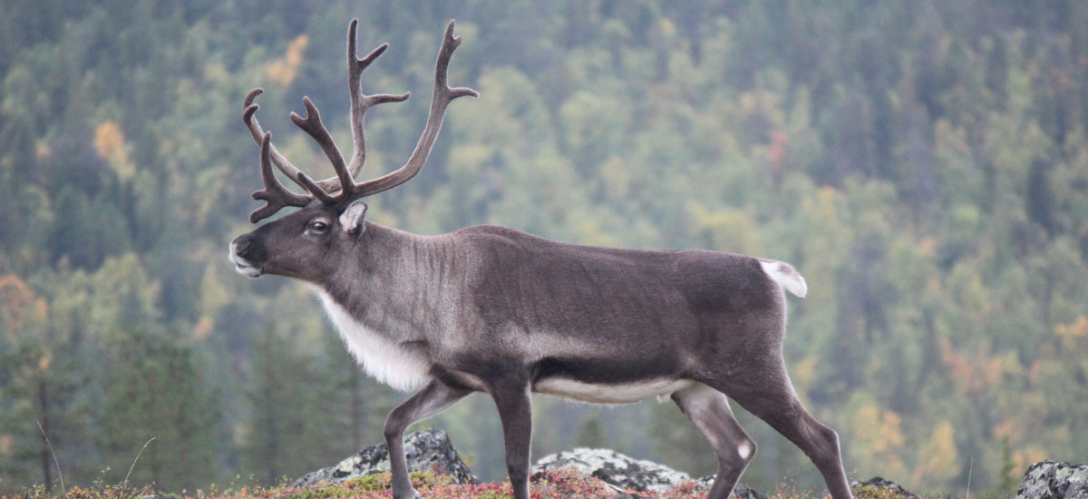 reindeer in the forest