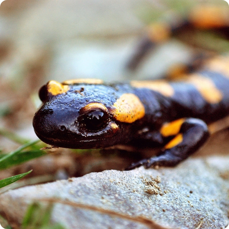 Fire salamander on a rock with a blurred natural background