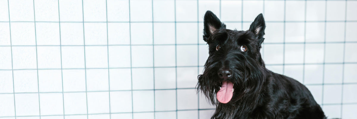 black Scottish Terrier dog