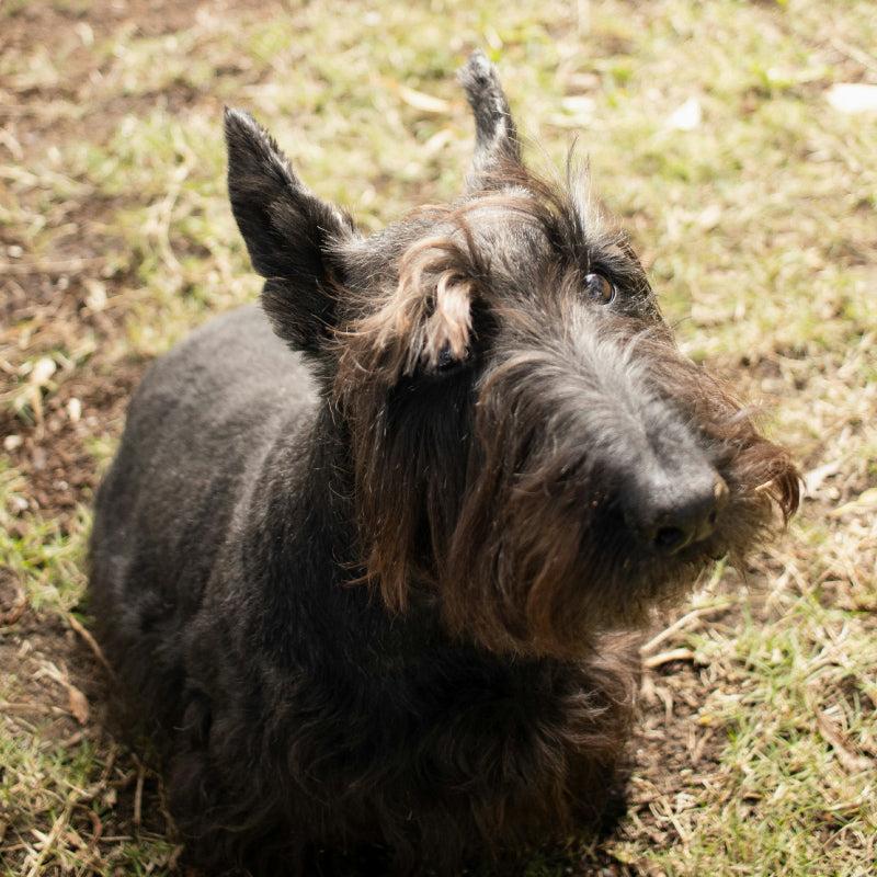 Scottish Terrier dog looking cute