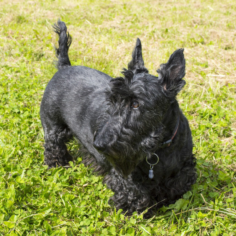 Scottish Terrier dog