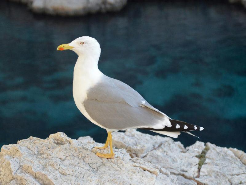 seagull on the rock