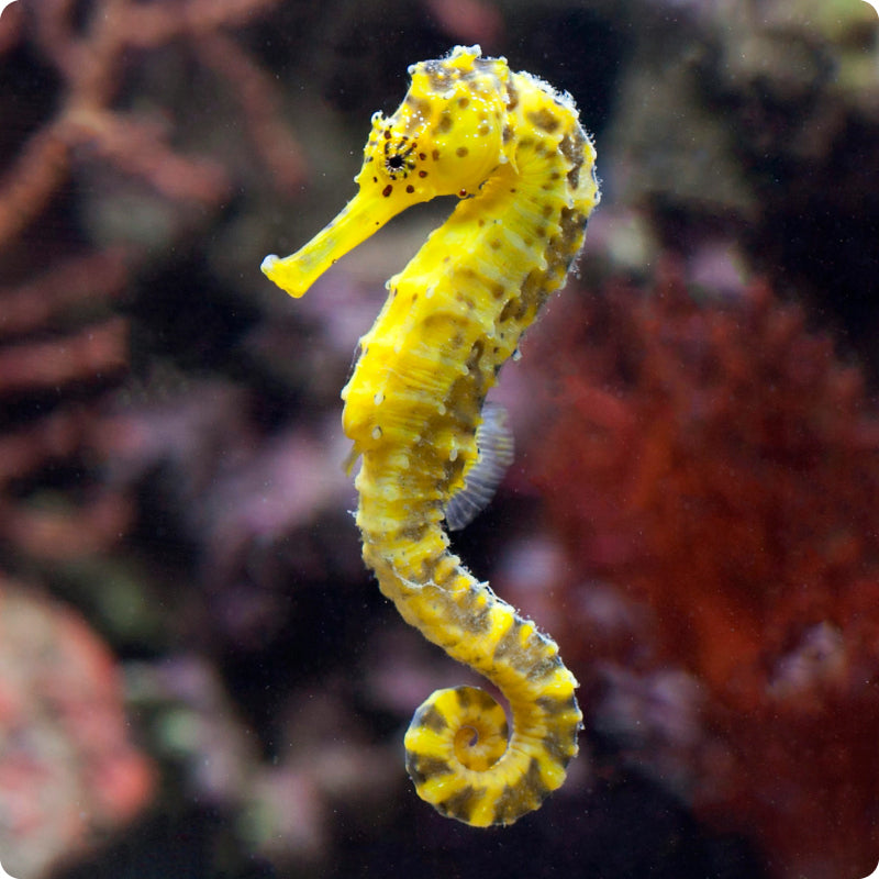 seahorse