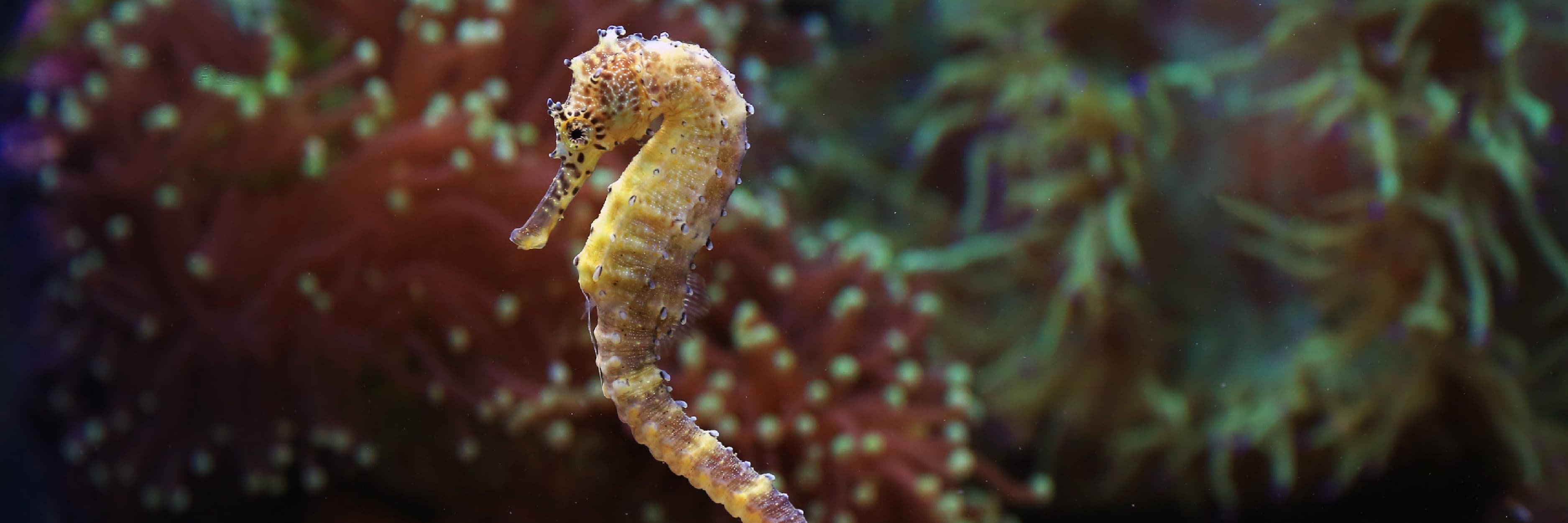 Seahorse banner