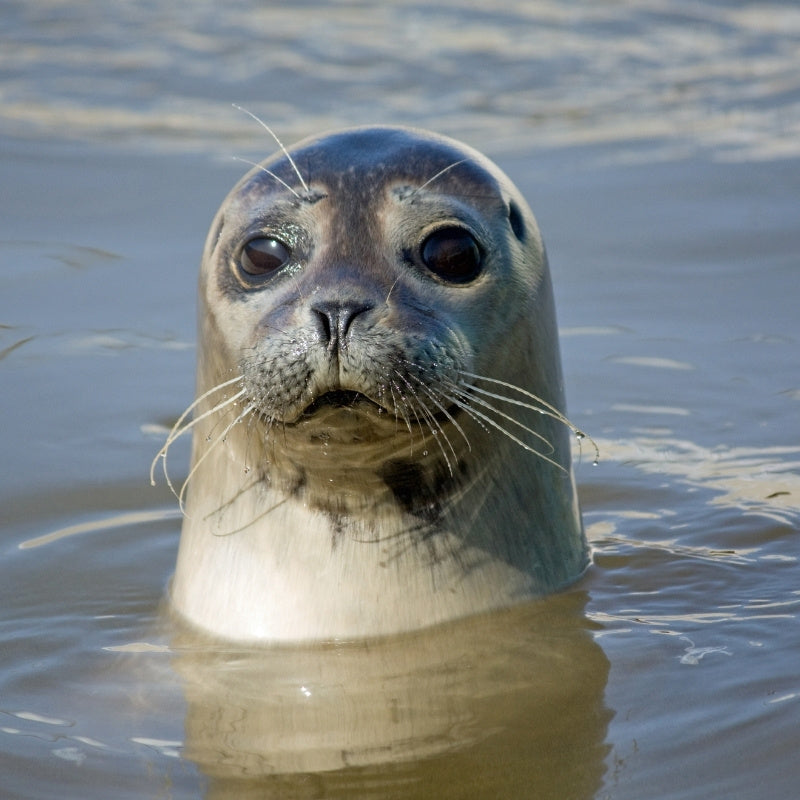 seal