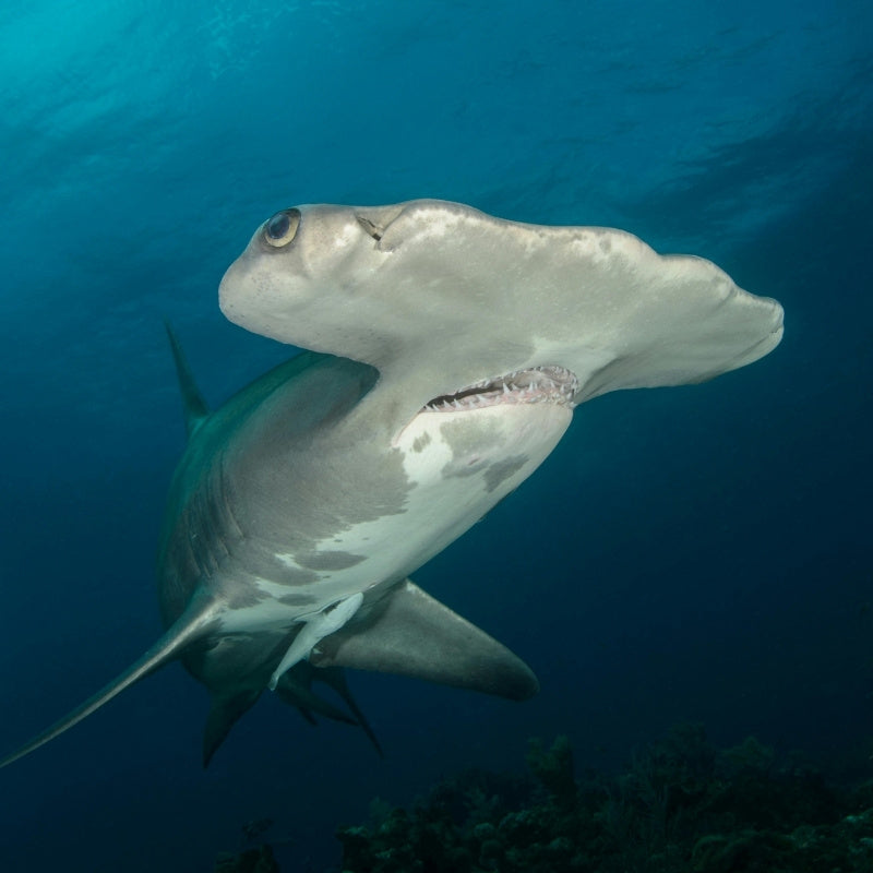 hammer head shark