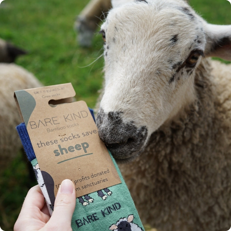 Sheep bamboo sock in front of a Sheep