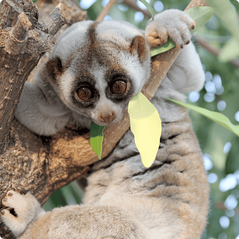 Slow loris climbing a tree branch with green leaves