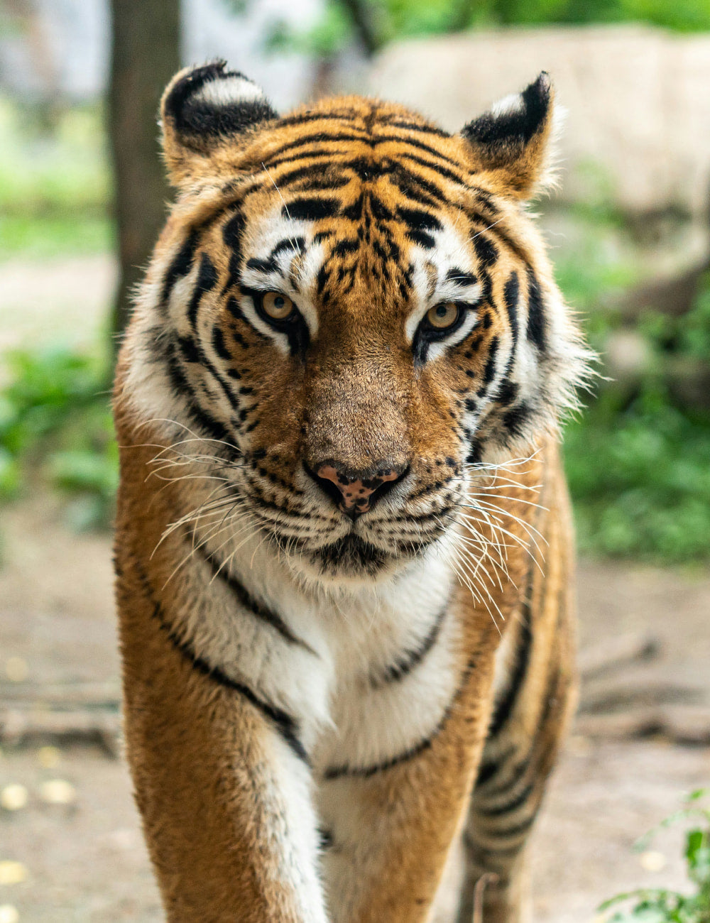 tiger