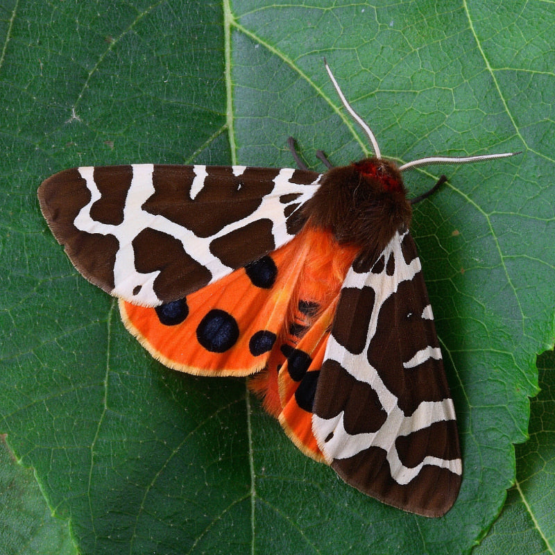 tiger moth on a leaf