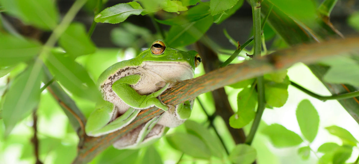 a tree frog on a branch